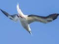 Red-footed Booby (Year Round) - Kilauea Point NWR - 2020, Jan 07