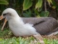 Laysan Albatross (Nov - July) - Sitting on Nest - Princeville, 2020, Jan 13