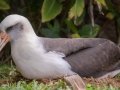 Laysan Albatross (Nov - July) - Sitting on Nest - Princeville, 2020, Jan 13