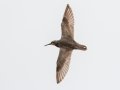Wandering Tattler - Salt Pond Beach Park, Kauai's south shore, 2020, Jan 15