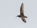 Wandering Tattler - Salt Pond Beach Park, Kauai's south shore, 2020, Jan 15