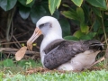 Laysan Albatross (Nov - July) - Sitting on Nest - Princeville, 2020, Jan 13