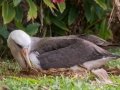 Laysan Albatross (Nov - July) - Sitting on Nest - Princeville, 2020, Jan 13