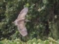 Black-crowned Night-Heron -  Ohiki Road - 2020, Jan 09