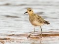 Pacific Golden-Plover (Aug - May) - Salt Pond Beach Park, Kauai's south shore, 2020, Jan 15