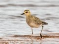 Pacific Golden-Plover (Aug - May) - Salt Pond Beach Park, Kauai's south shore, 2020, Jan 15