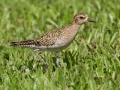 Pacific Golden-Plover (August - May) - Kilauea Point NWR - 2020, Jan 07