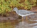 Gray-tailed Tattler (Rare Visitor) - Salt Pond Beach Park, Kauai's south shore, 2020, Jan 15