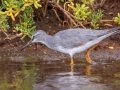Gray-tailed Tattler (Rare Visitor) - Salt Pond Beach Park, Kauai's south shore, 2020, Jan 15