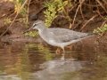 Gray-tailed Tattler (Rare Visitor) - Salt Pond Beach Park, Kauai's south shore, 2020, Jan 15