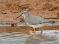 Gray-tailed Tattler (Rare Visitor) - Salt Pond Beach Park, Kauai's south shore, 2020, Jan 15