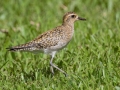 Pacific Golden-Plover (August - May) - Kilauea Point NWR - 2020, Jan 07