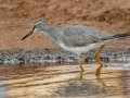 Gray-tailed Tattler (Rare Visitor) - Salt Pond Beach Park, Kauai's south shore, 2020, Jan 15