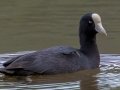 Hawaiian Coot (Endangered) - Ohiki Road - 2020, Jan 09