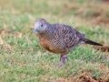 Zebra Dove (Introduced) - Kilauea Point NWR - 2020, Jan 07