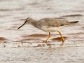 Gray-tailed Tattler (Rare Visitor) - Salt Pond Beach Park, Kauai's south shore, 2020, Jan 15