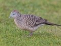 Zebra Dove (Introduced) - Kilauea Point NWR - 2020, Jan 07