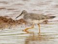Gray-tailed Tattler (Rare Visitor) - Salt Pond Beach Park, Kauai's south shore, 2020, Jan 15
