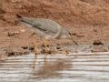Wandering Tattler - Salt Pond Beach Park, Kauai's south shore, 2020, Jan 15