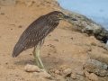 Black-crowned Night-Heron, juvenile - Kawaiele State Waterbird Sanctuary - 2020, Jan 10