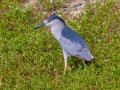 Black-crowned Night-Heron  - Kawaiele State Waterbird Sanctuary - 2020, Jan 10