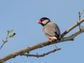 Java Sparrow (Introduced) -  near Kilauea Farms - 2020, Jan 16