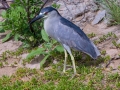 Black-crowned Night-Heron  - Kawaiele State Waterbird Sanctuary - 2020, Jan 10