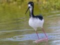 Hawaiian Stilt (Endangered) - Kawaiele State Waterbird Sanctuary - 2020, Jan 10