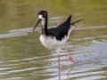 Hawaiian Stilt (Endangered) - Kawaiele State Waterbird Sanctuary - 2020, Jan 10
