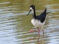 Hawaiian Stilt (Endangered) - Kawaiele State Waterbird Sanctuary - 2020, Jan 10