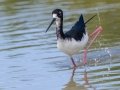 Hawaiian Stilt (Endangered) - Kawaiele State Waterbird Sanctuary - 2020, Jan 10