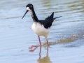 Hawaiian Stilt (Endangered) - Kawaiele State Waterbird Sanctuary - 2020, Jan 10
