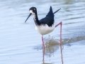 Hawaiian Stilt (Endangered) - Kawaiele State Waterbird Sanctuary - 2020, Jan 10