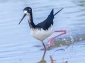 Hawaiian Stilt (Endangered) - Kawaiele State Waterbird Sanctuary - 2020, Jan 10