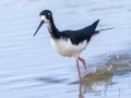 Hawaiian Stilt (Endangered) - Kawaiele State Waterbird Sanctuary - 2020, Jan 10
