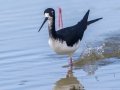 Hawaiian Stilt (Endangered) - Kawaiele State Waterbird Sanctuary - 2020, Jan 10