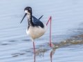 Hawaiian Stilt (Endangered) - Kawaiele State Waterbird Sanctuary - 2020, Jan 10