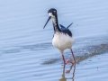 Hawaiian Stilt (Endangered) - Kawaiele State Waterbird Sanctuary - 2020, Jan 10