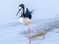 Hawaiian Stilt (Endangered) - Kawaiele State Waterbird Sanctuary - 2020, Jan 10