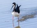 Hawaiian Stilt (Endangered) - Kawaiele State Waterbird Sanctuary - 2020, Jan 10