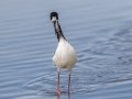 Hawaiian Stilt (Endangered) - Kawaiele State Waterbird Sanctuary - 2020, Jan 10