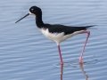 Hawaiian Stilt (Endangered) - Kawaiele State Waterbird Sanctuary - 2020, Jan 10