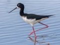 Hawaiian Stilt (Endangered) - Kawaiele State Waterbird Sanctuary - 2020, Jan 10