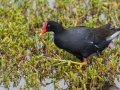 Hawaiian Gallinule (Endangered) - Kawaiele State Waterbird Sanctuary - 2020, Jan 10