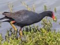 Hawaiian Gallinule (Endangered) - Kawaiele State Waterbird Sanctuary - 2020, Jan 10