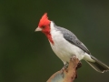 Red-crested Cardinal (Introduced) -  near Kilauea Farms - 2020, Jan 11