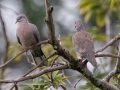 Spotted Dove (Introduced) -  near Kilauea Farms - 2020, Jan 11