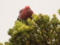 Apapane (Endangered Honeycreeper) - Pu'u Hinahina Lookout - Kokee State Park -- 2020, Jan 12