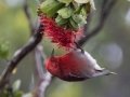 Apapane (Endangered Honeycreeper) - Pu'u Hinahina Lookout - Kokee State Park -- 2020, Jan 12