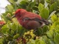 Apapane (Endangered Honeycreeper) - Pu'u Hinahina Lookout - Kokee State Park -- 2020, Jan 12